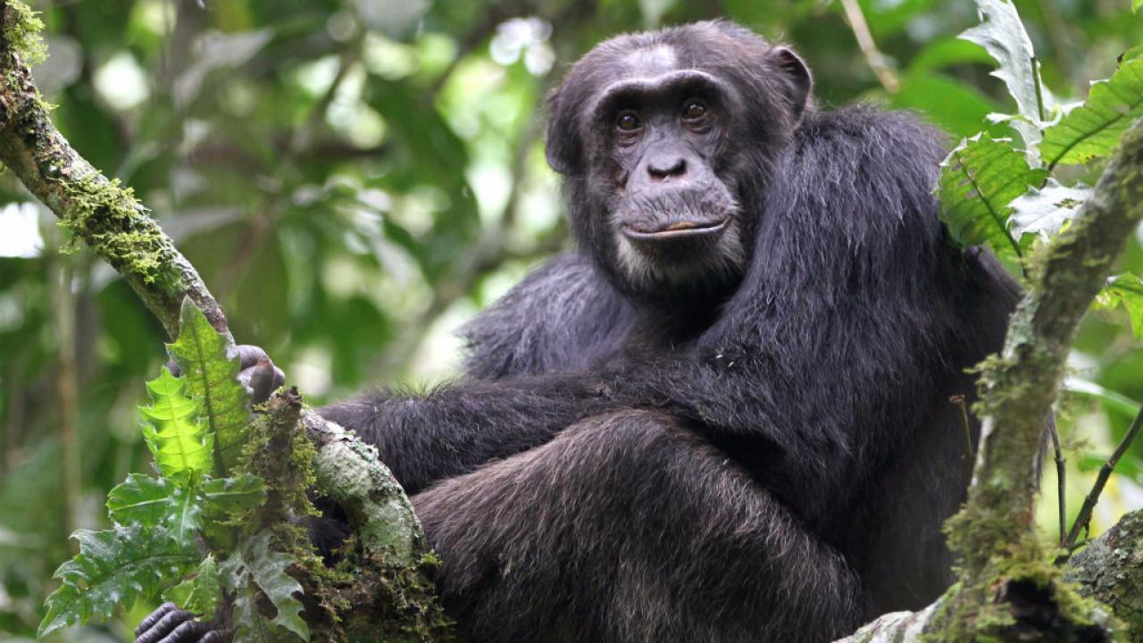 Království opů: Bitevní linie