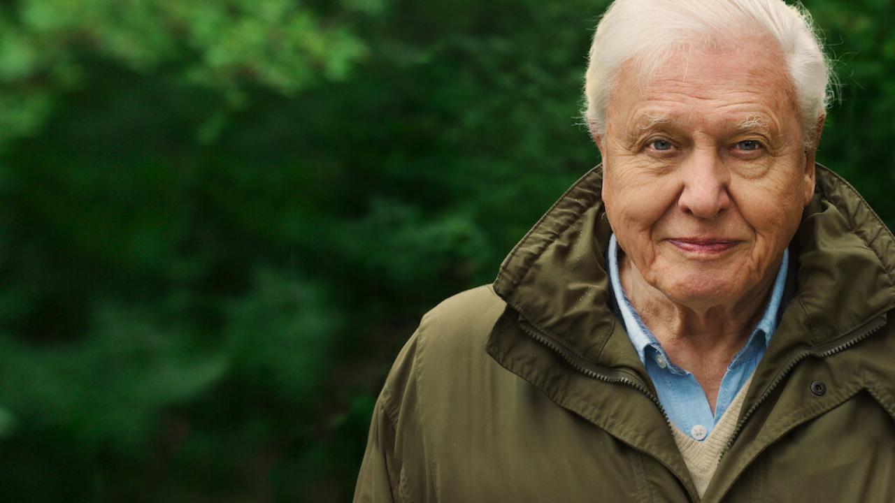 Attenborough - Život v divočině