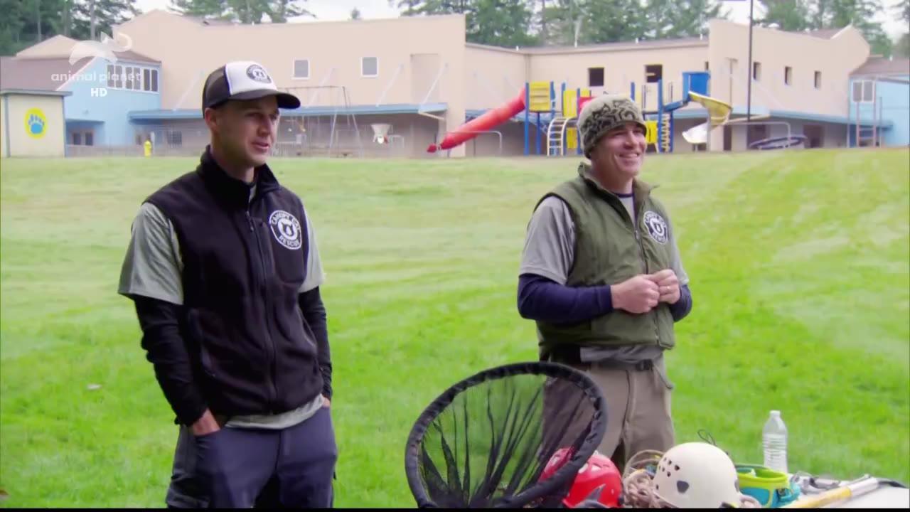 Kočky na stromech