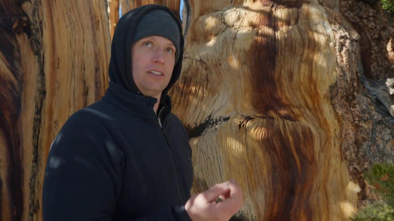 Trees, and Other Entanglements