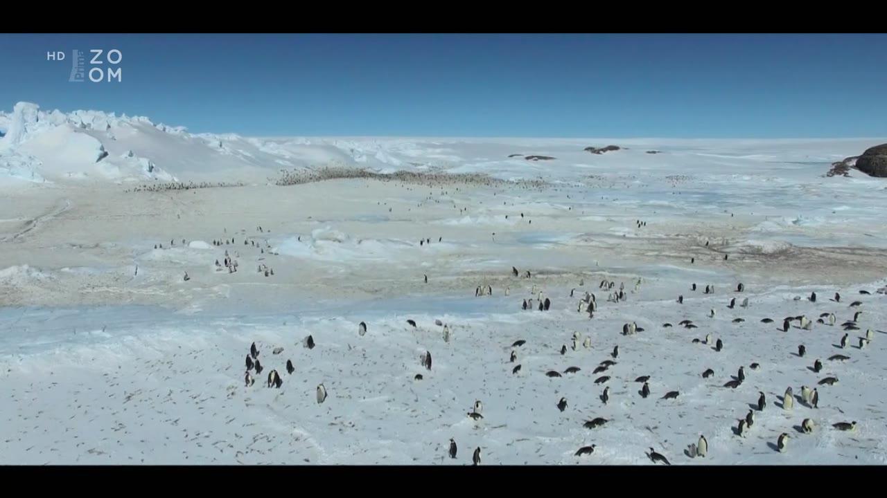 March of the Penguins 2: The Next Step