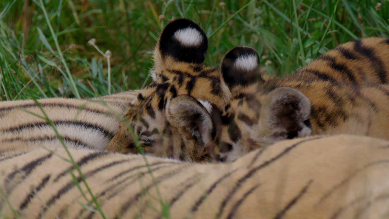 Animal Genius