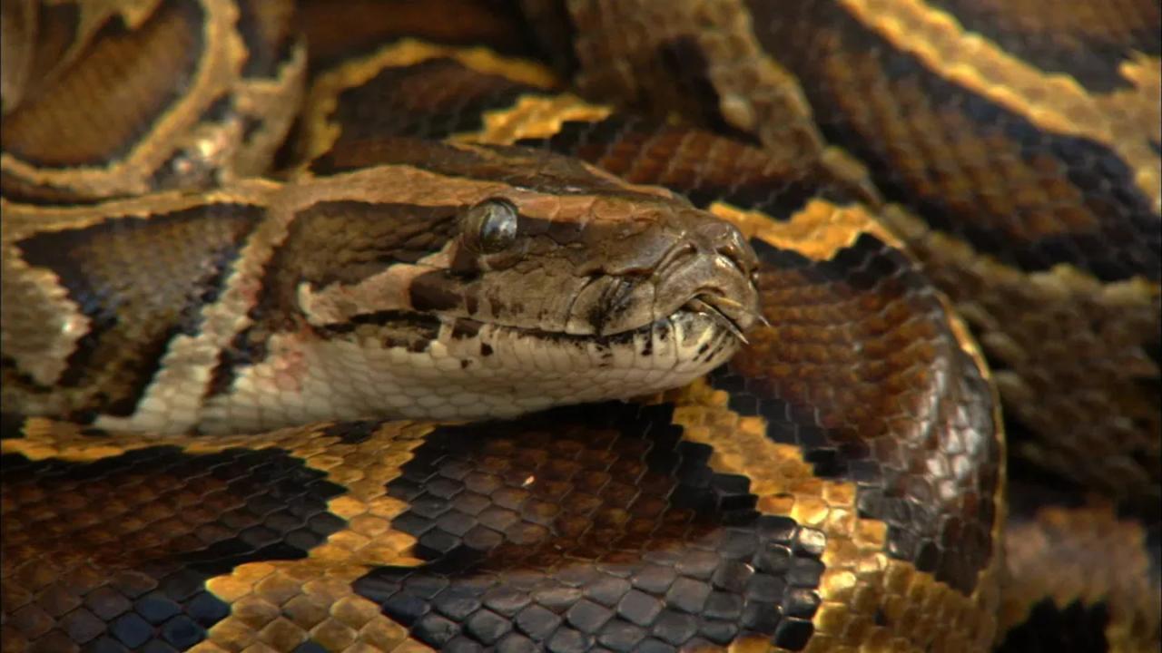Python Invasion