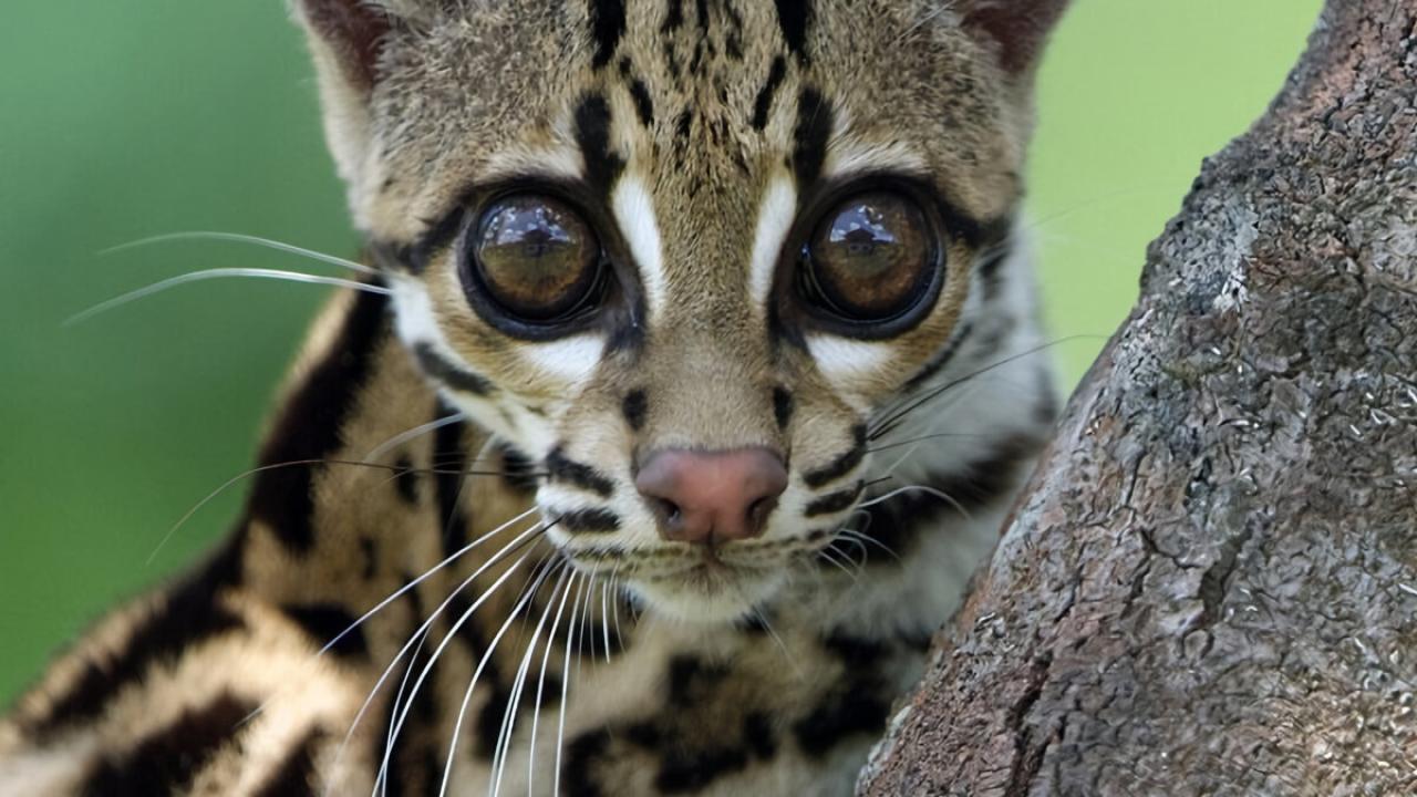 Ocelot a já