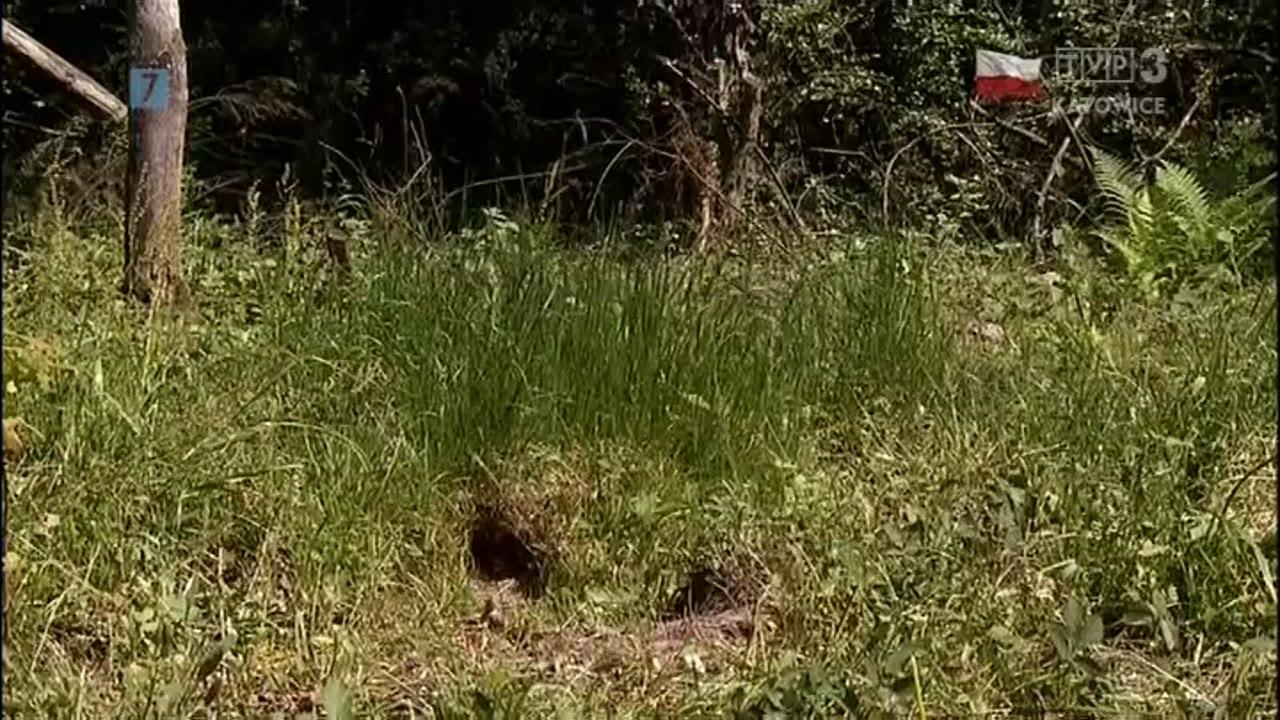 Życie lasu. Ptaki