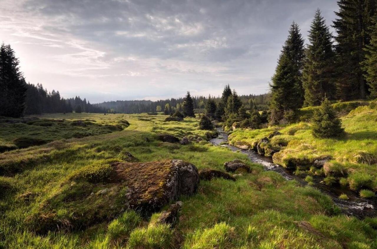 Sounds of Nature