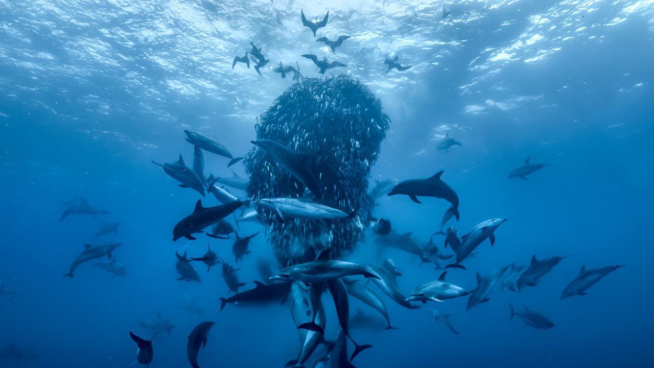 David Attenborough: Ocean