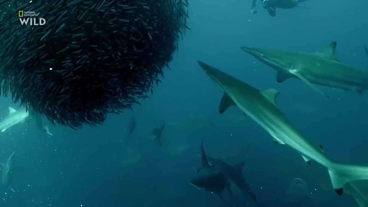 Great Shark Chow Down