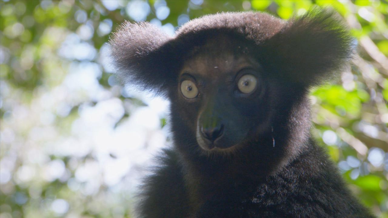 Nejpodivnější živočichové Madagaskaru / 16.08.2025, 11:20