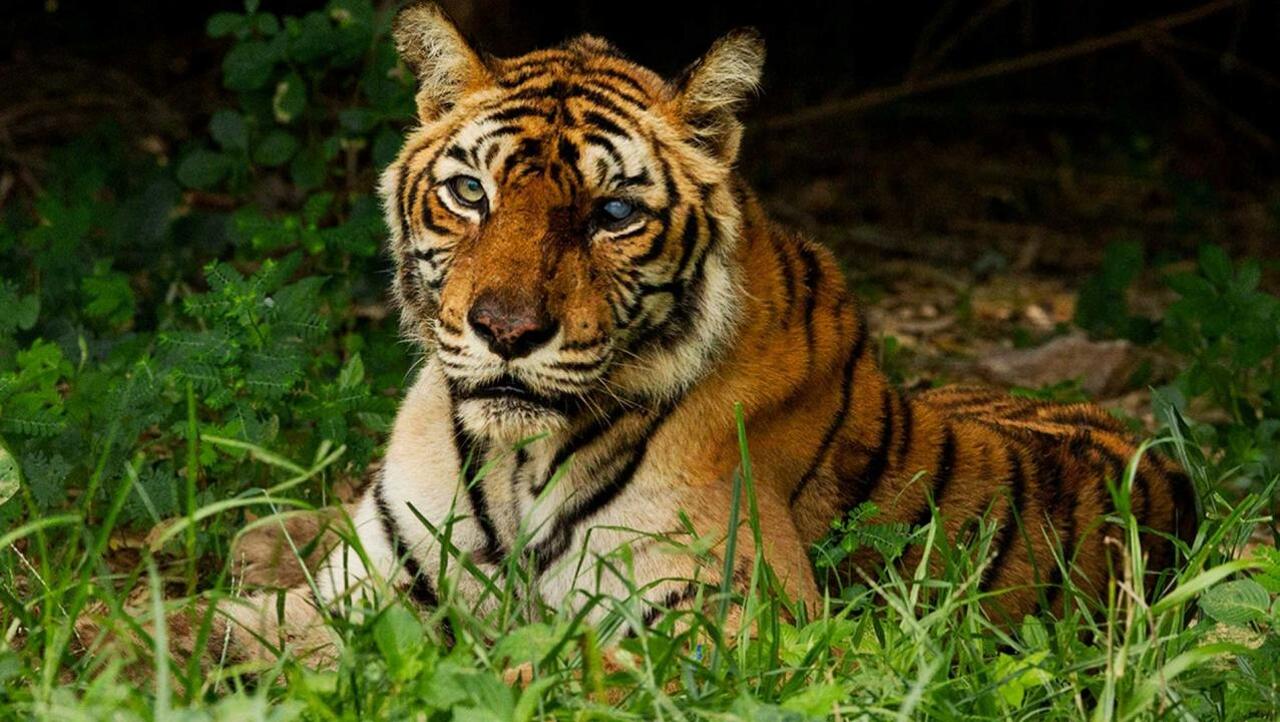 The World's Most Famous Tiger / 07.10.2025, 14:15