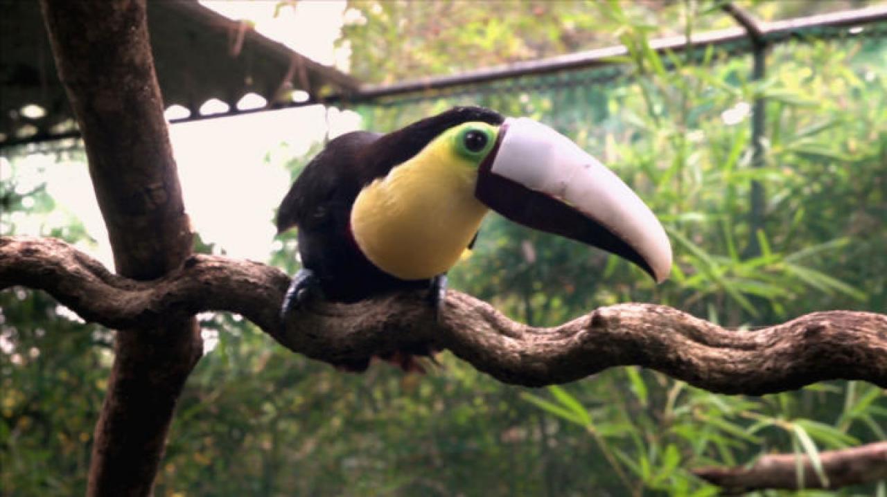 Toucan Nation