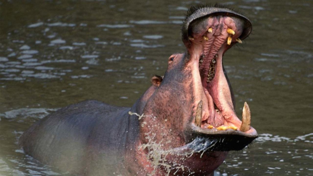 Killer Animal Tactics
