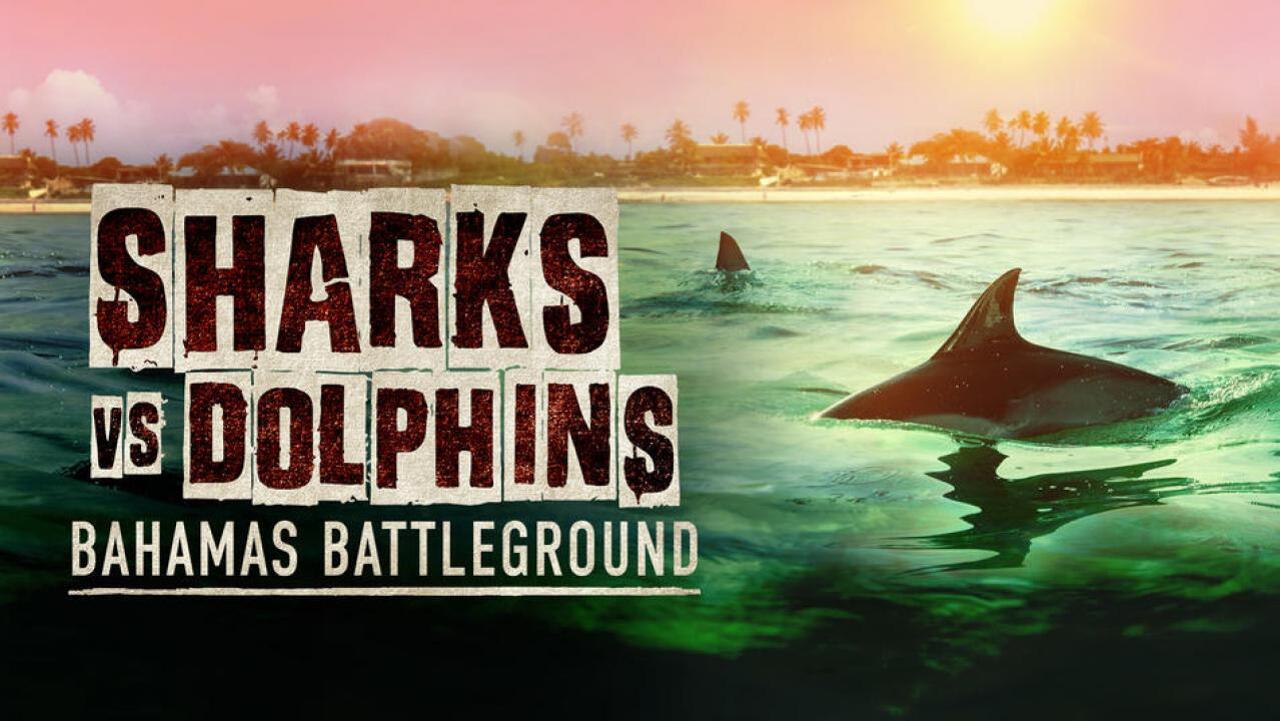 Sharks Vs. Dolphins: Bahamas Battleground / 28.07.2025, 04:51
