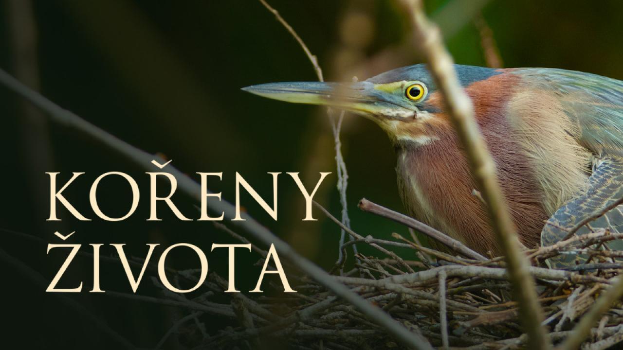 Kořeny života