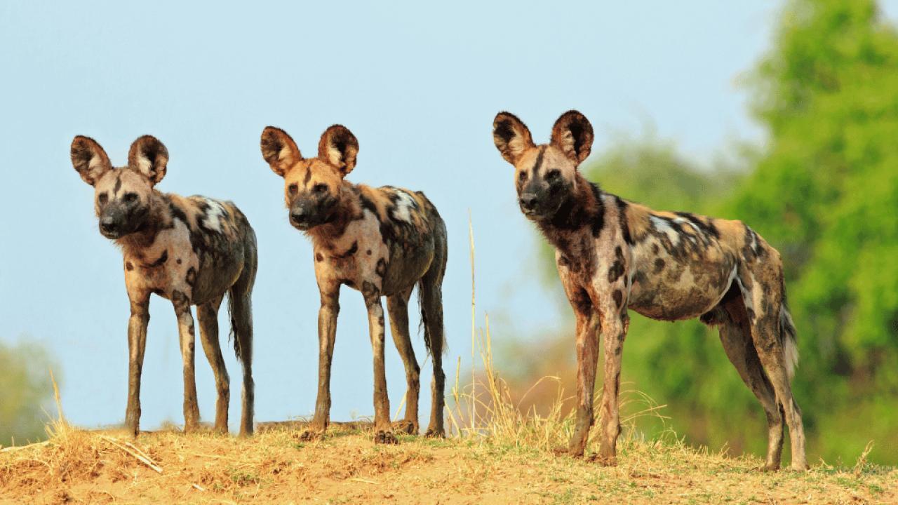 Africa's Wild Geniuses