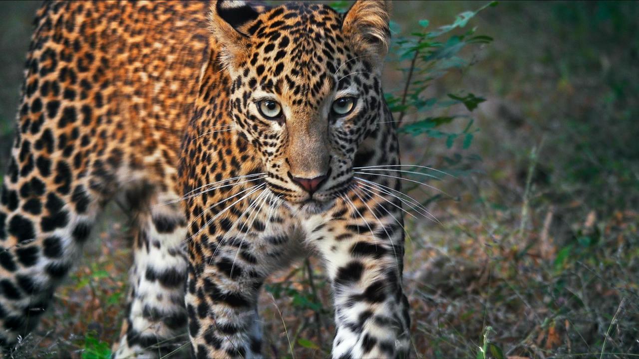 Tygři a jejich dědictví (1)