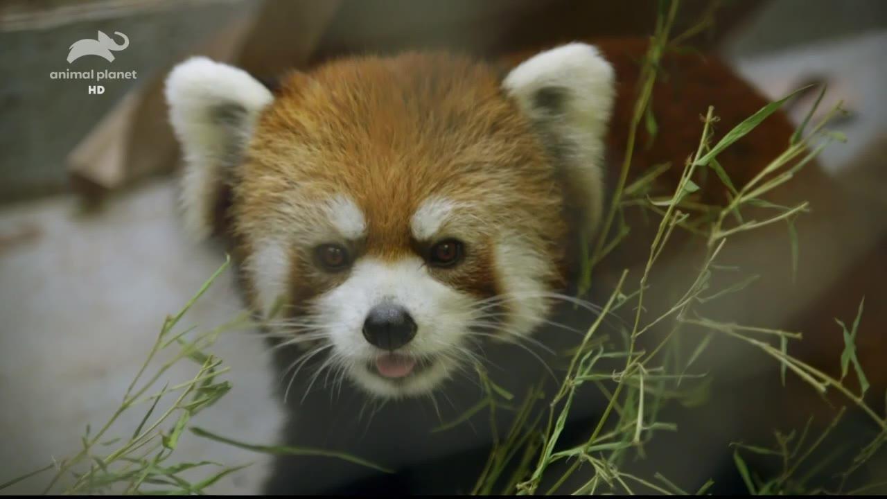 ZOO