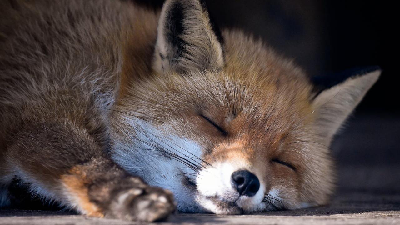 The Fox