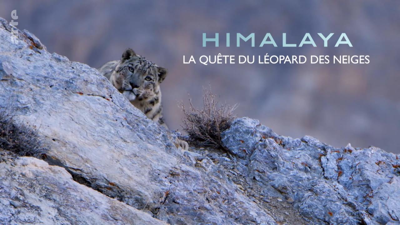 Spirit of the Mountains - The Snow Leopard