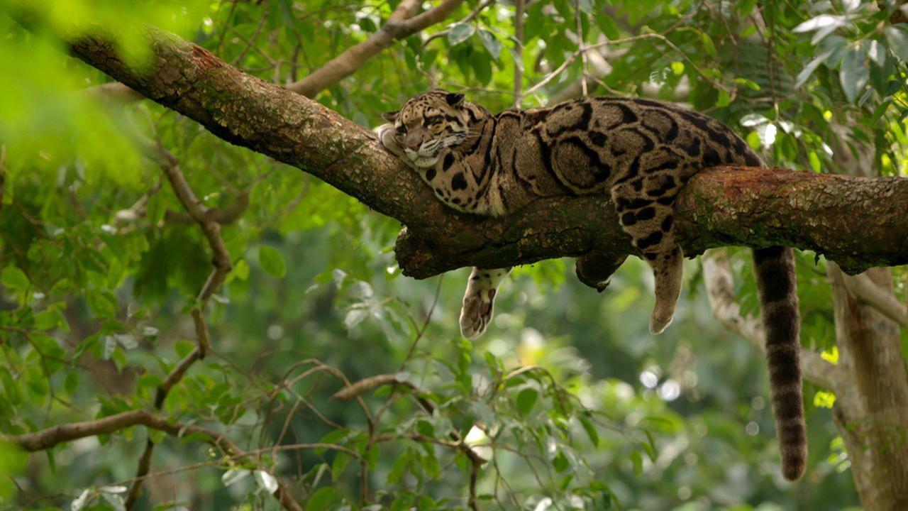 Endangered Species
