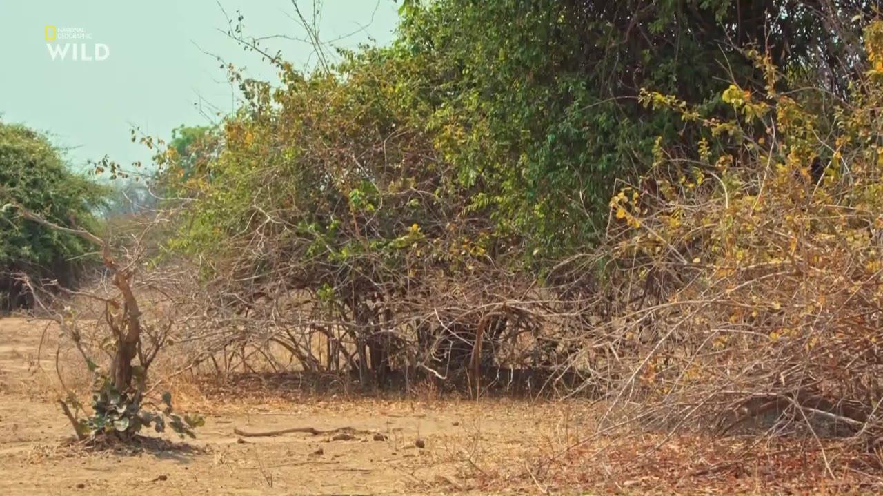 A Leopard's Legacy