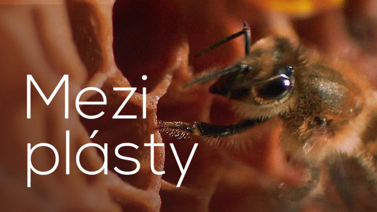 Mezi plásty