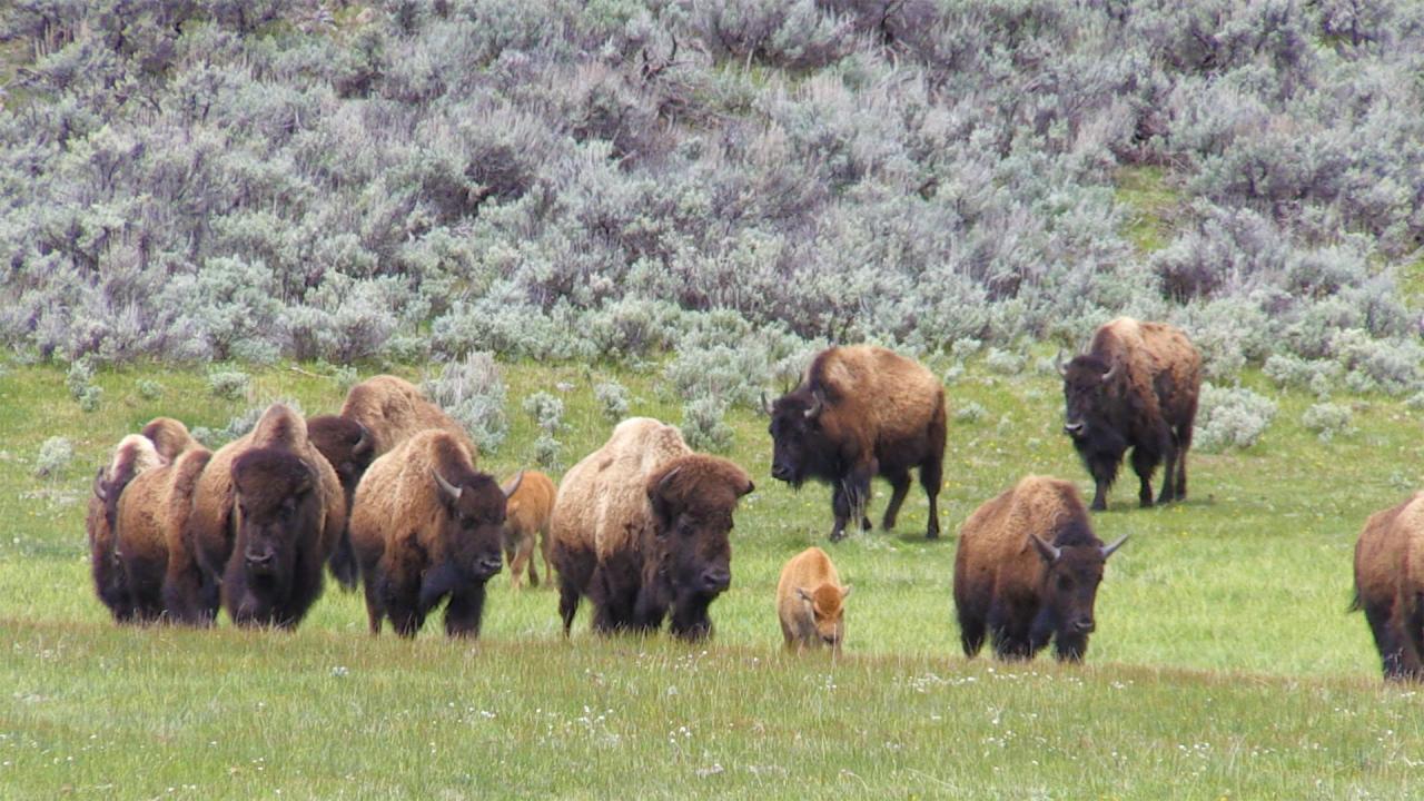Znovuzrozená divočina Skalnatých hor: Od Yellowstonu k Yukonu