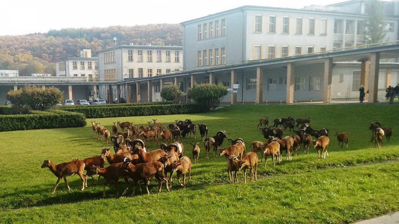 Wild Prague
									(festivalový název)