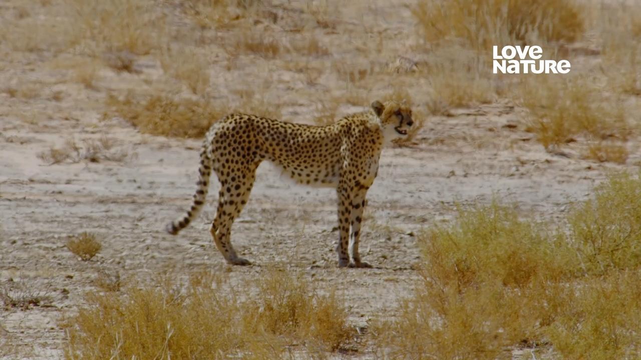 Rok v africkej divočine