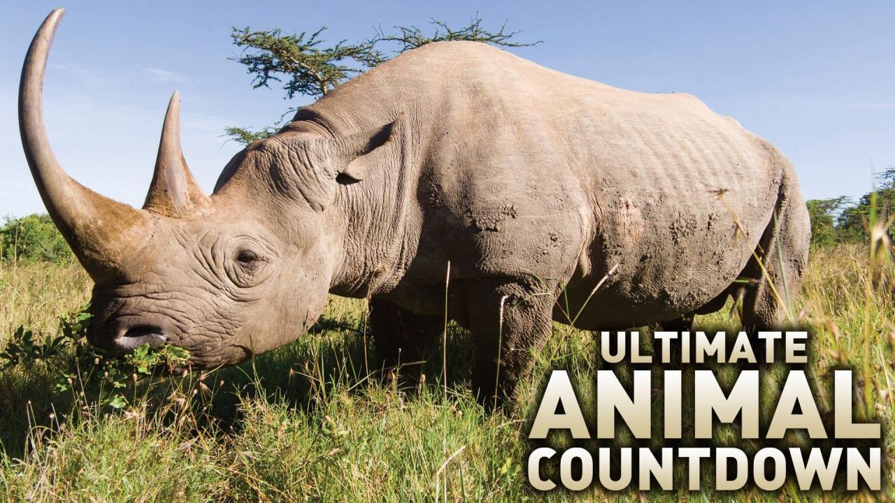 Ultimate Animal Countdown
