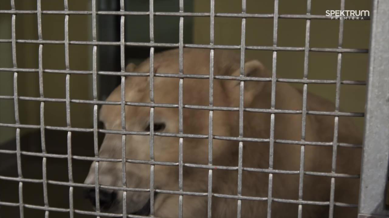 Arktičtí zachránci zvířat