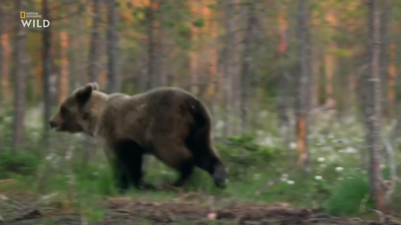 Wild Arctic
