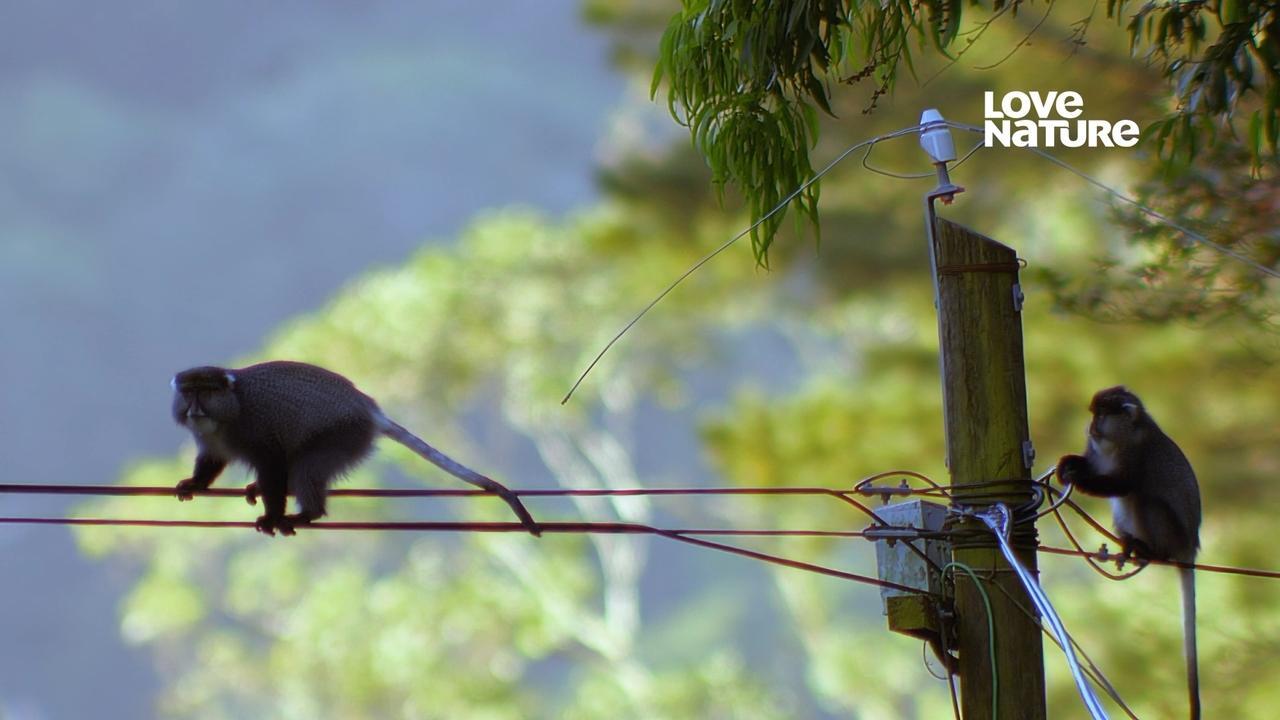 Rok v africkej divočine