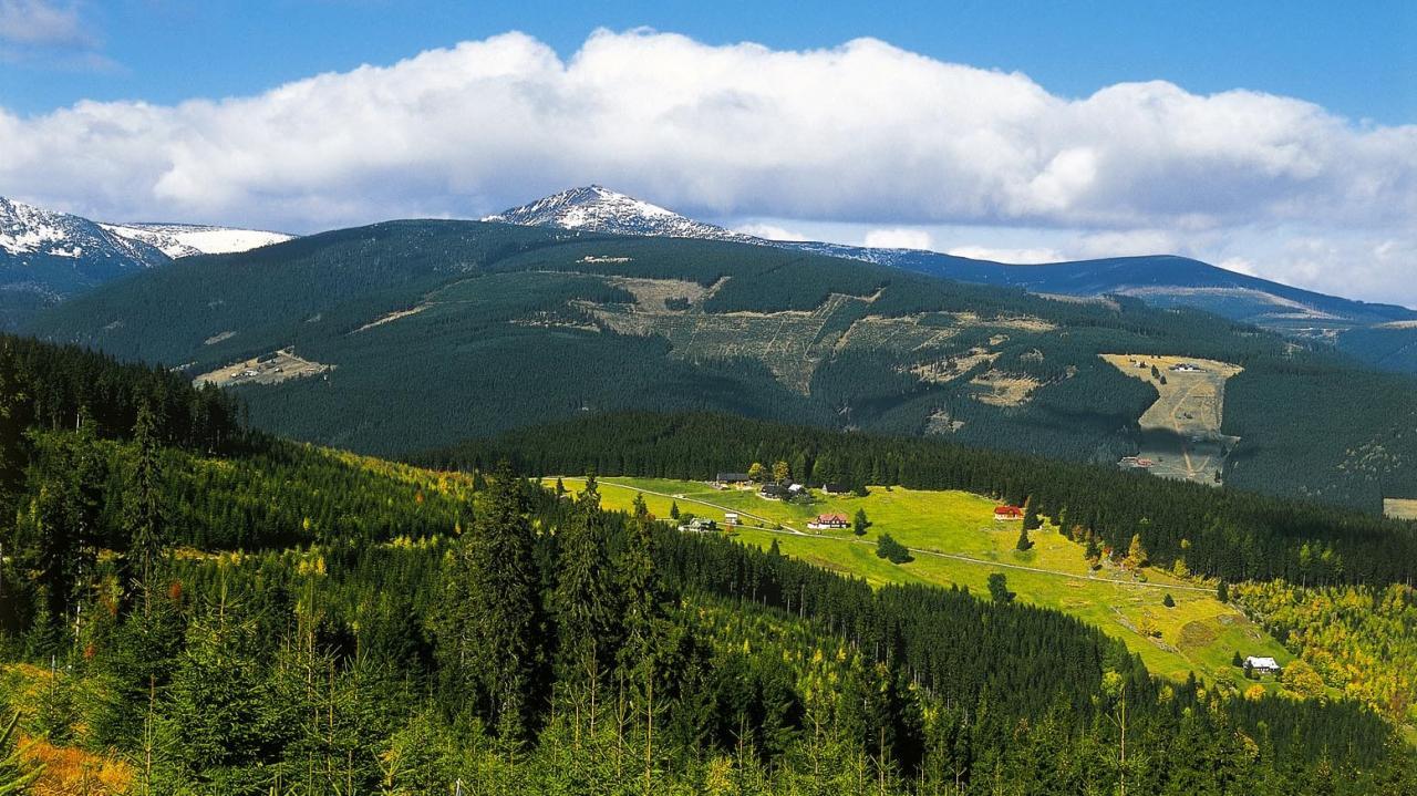 V tôni zeleného šera