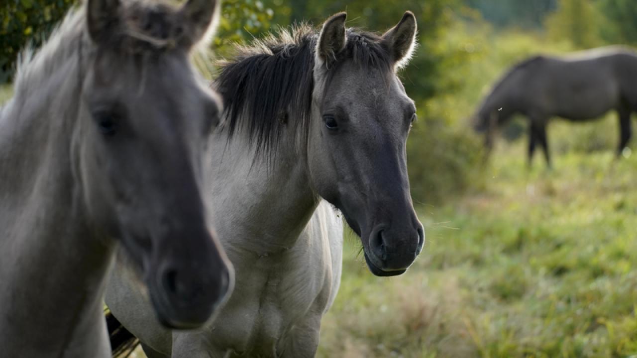 Tajemná krása Evropy / 08.11.2025, 18:45