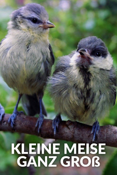 Kleine Meise ganz groß