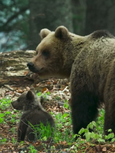 Divoká Poľana: V medveďom vulkáne