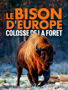 European Bison: An Odyssey