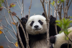 The Wild Landscapes of China