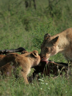 War of the Lions