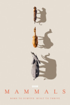 Savci: Film o filmu