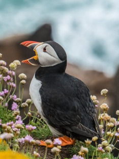 Iceland, a Sanctuary for Puffins