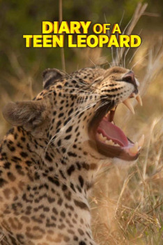 Levhart teenager
