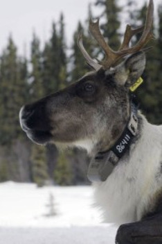The Rockies' Wild Corridor: From Yellowstone To Yukon
