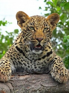 Leopard Kingdom