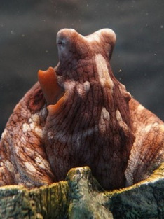 Man vs. Octopus