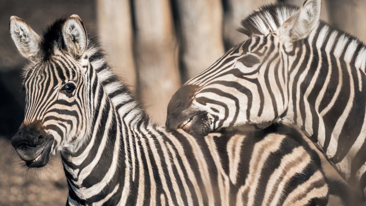 Přímý přenos z Africké vesnice / 17.07.2025, 04:00