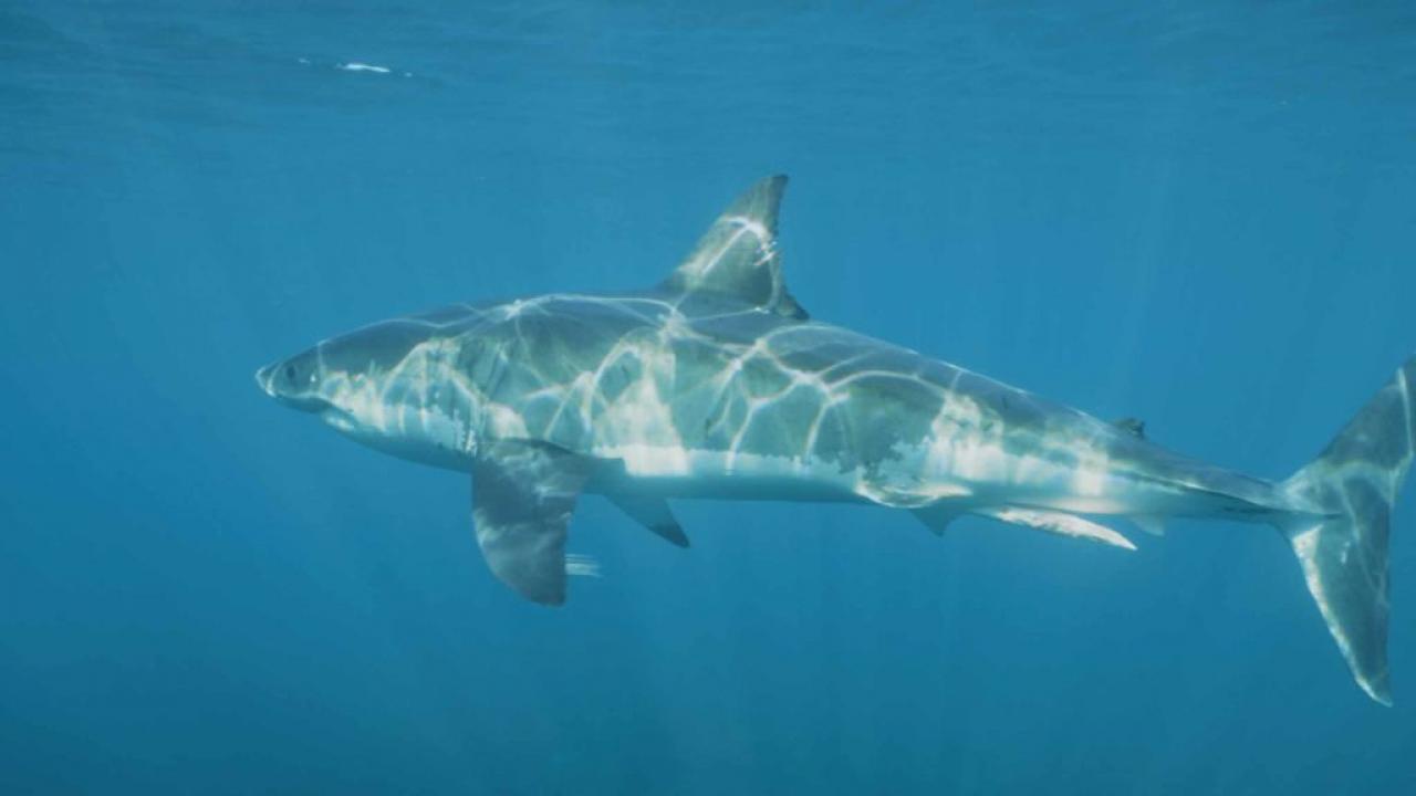 Sharks vs. The World / 22.02.2025, 13:57