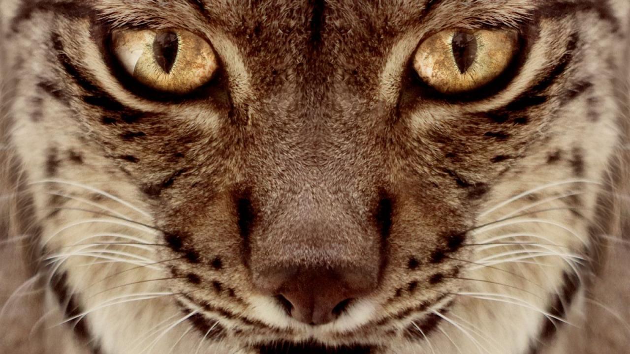 Dehesa, el bosque del lince ibérico