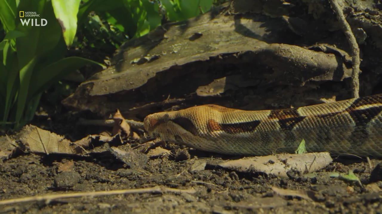 World's Deadliest Snakes